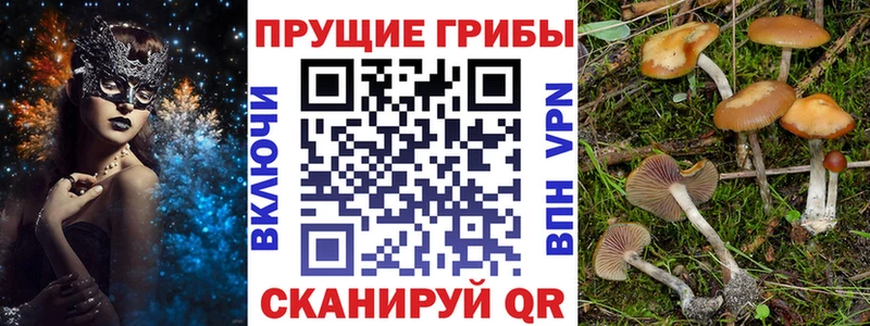 закладка Кочубеевское ОМГ ОМГ сайт Псилоцибиновые грибы Psilocybine cubensis